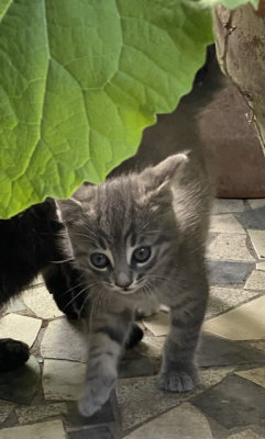 Rocky