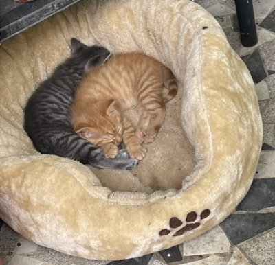 Une sieste bien gagnée après des jeux exténuants