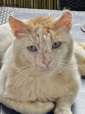 L’air triste d’un chat abandonné
