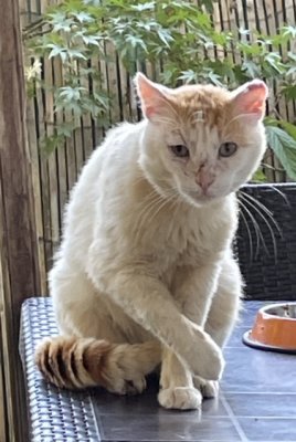 Jérôme le Snobcat en juin 2021