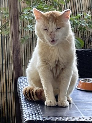 Chat malheureux