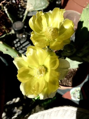 Fleurs du cactus Opuntia vulgaris