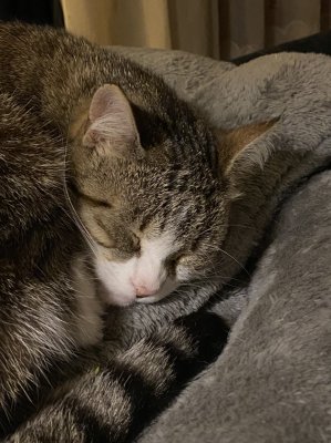 Sommeil paisible de Nickie