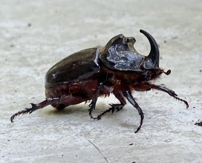 Scarabée rhinocéros européen, Oryctes nasicornis