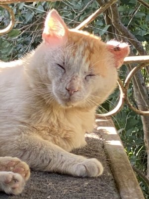 Eh oui c’est moi le pauvre Jérôme a l'oreille cassée qui prends le soleil
