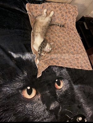 Rêve du chat noir