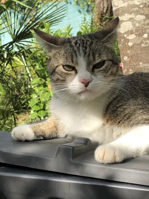 Un portrait de Nickie, bientôt 4 ans