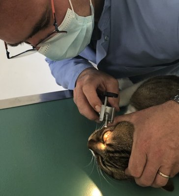 Visite au véto suite à grave blessure à l’oeil droit