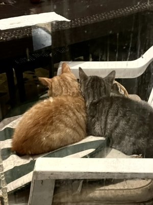 Denis et Rocky sont heureux ensemble