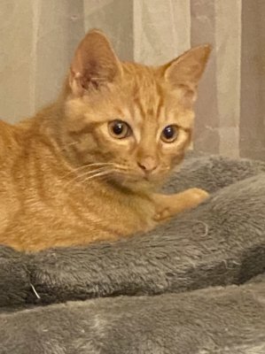 Denis vient d’apercevoir la titulaire du coussin