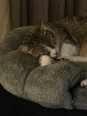 Sommeil tranquille de Nickie