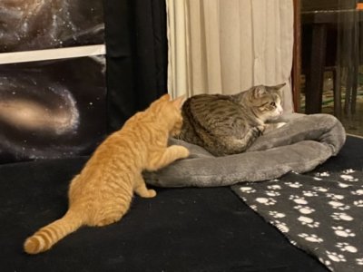 Eh dis, tu me prêtes le coussin comme hier ?