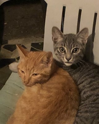 Denis et Rocky, deux frères, fils de Inky