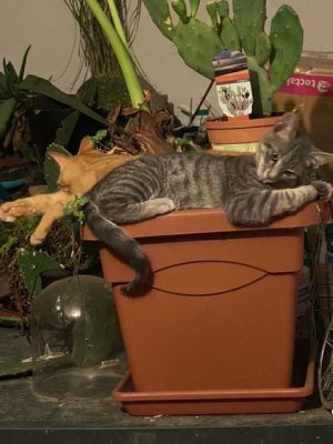 Les deux frangins Rocky et Denis posent avec la plante