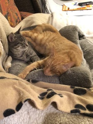 Rocky et Denis
