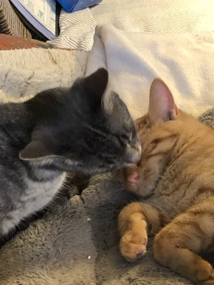 Je t’aime, mon frère