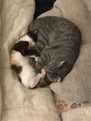 Rocky et Léonie