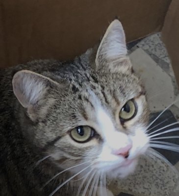 Nickie, 4 ans