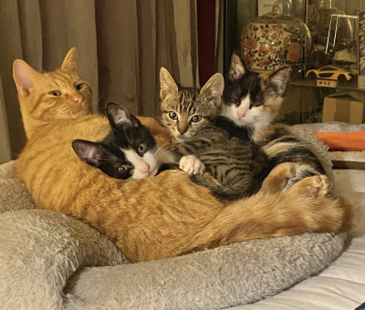 Denis et ses petits frres 