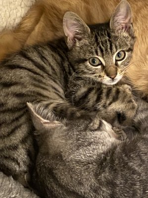 Sacha et ses grands frres Rocky et Denis