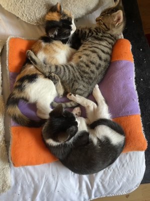 Les trois petits frres 