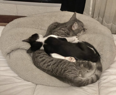 Gaspouminou a trouv une carpette chauffante