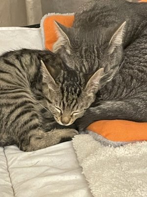 Sacha et son frre Rocky 