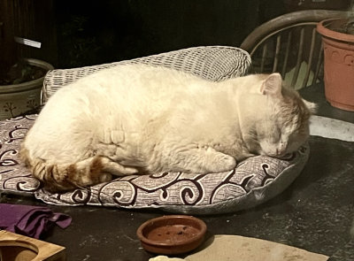 Jérôme a fini par accepter un coussin