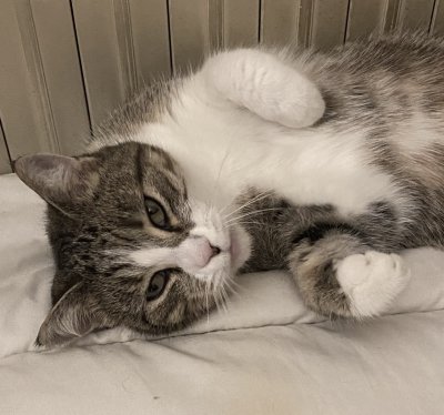 Nickie au chaud près du radiateur
