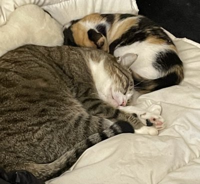 Nickie a fini par adopter l’un des insupportables diablotins 😸