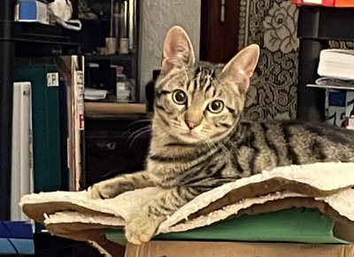 Sacha, le Minot Grisou, aime se reposer au milieu des affaires