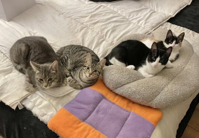 La clique des insoumis
