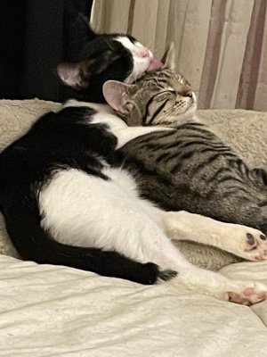 Gaspouminou et son frre Sacha