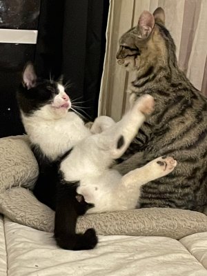 Gaspouminou se dispute (un peu) avec son frre Sacha