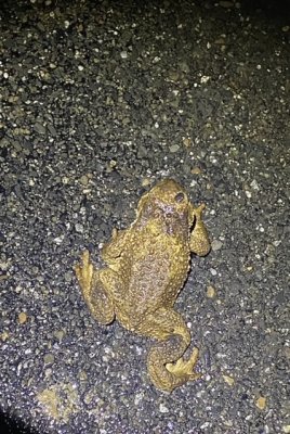 Flippo en danger sur la route