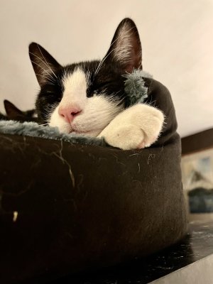 Gaspouminou sur son nouveau coussin