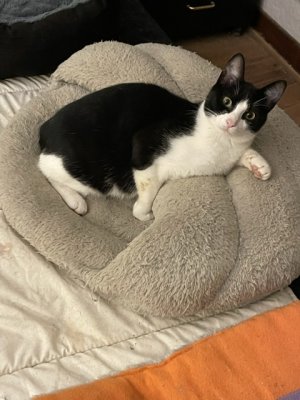 El Maestro Gaspouminou