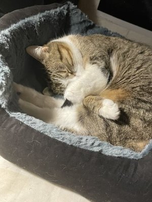 Le sommeil paisible de Nickie