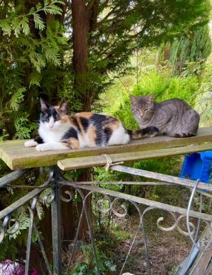 Lonie et Sacha attendent sur la passerelle que jouvre la fentre du buresu