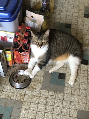 Faudrait voir à pas me piquer ma gamelle