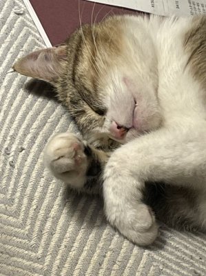 Quand Nickie vient dormir contre moi