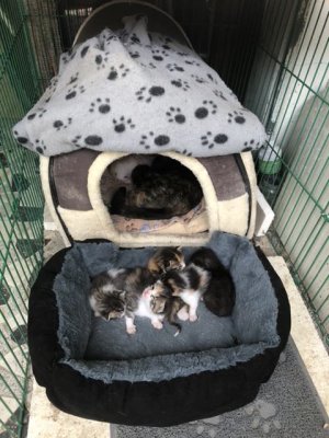 Quatre des kitties devant leur niche