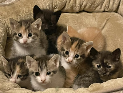 Les sept nouveaux kitties de Inky