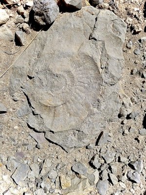 Une trace de l’un des anciens habitants de ces lieux