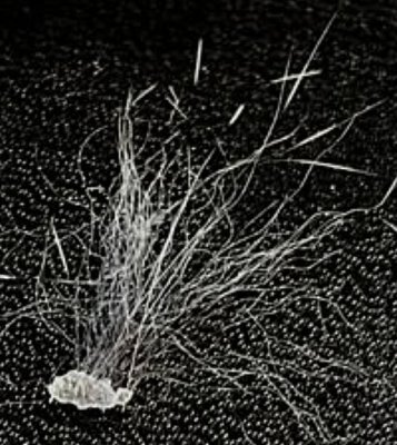 Petite graine emportée par le vent grâce à ses poils