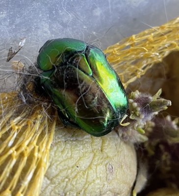 Ce scarabe aime les pommes de terre