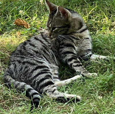 Sacha le Grisou est un beau chat tigr qui apprcie notre compagnie