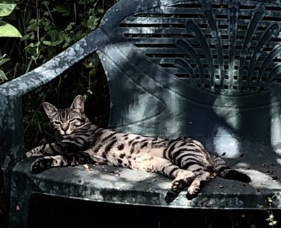 Le beau Sacha, peint comme un zbre 