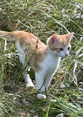 Louis à l’affut dans la brousse