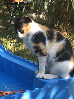 Leonie se mire dans la piscine